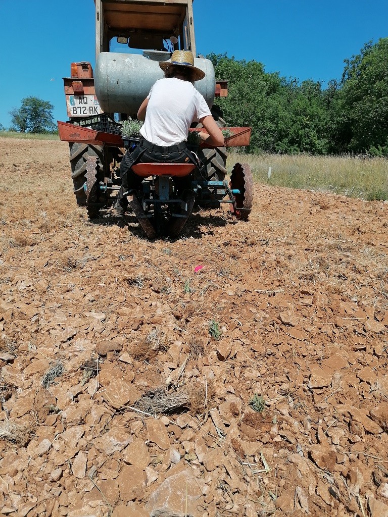 Plantation des petites lavandes