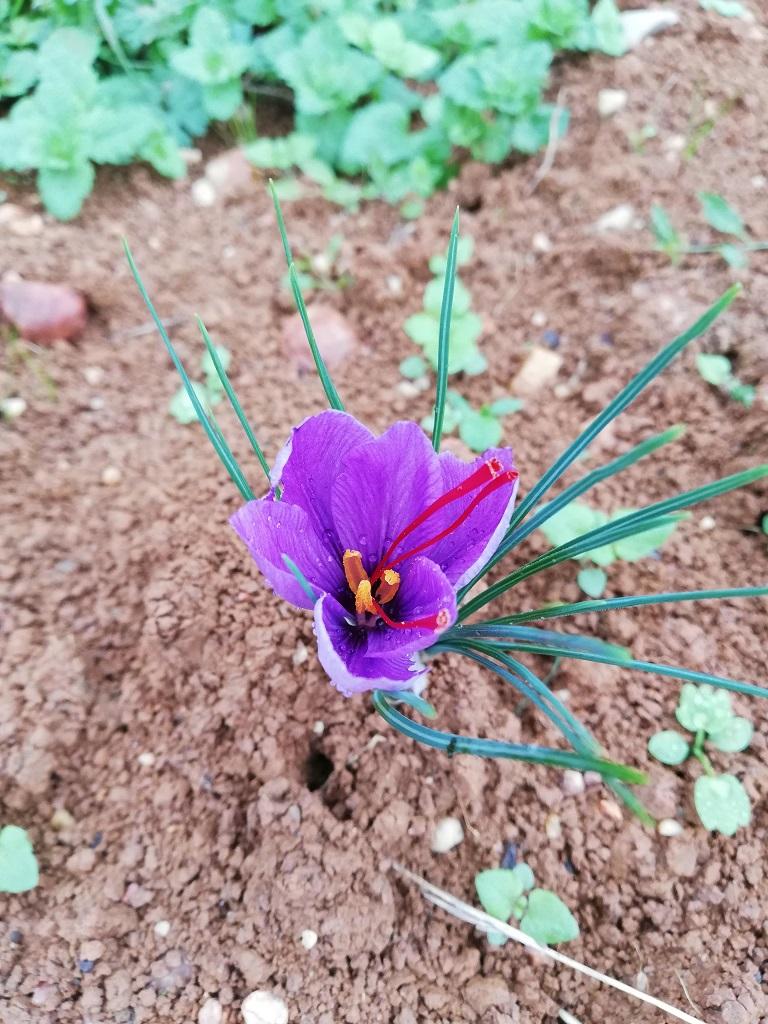 La fleur de Crocus sativus